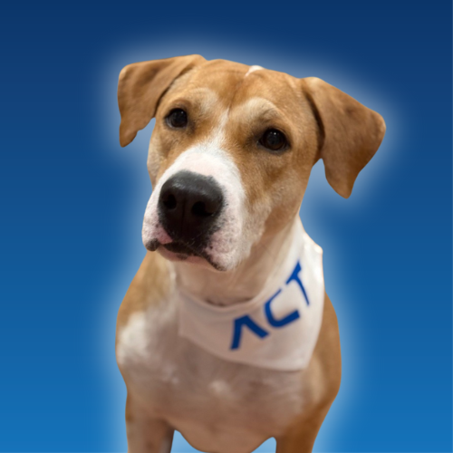 Frida the Rescue Dog - ACT's Company Mascot Frida the Rescue Dog - ACT's Company Mascot