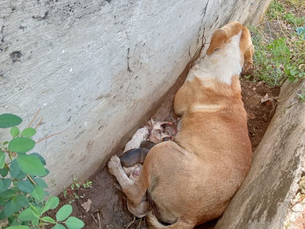 Frida and her puppies living between tombs